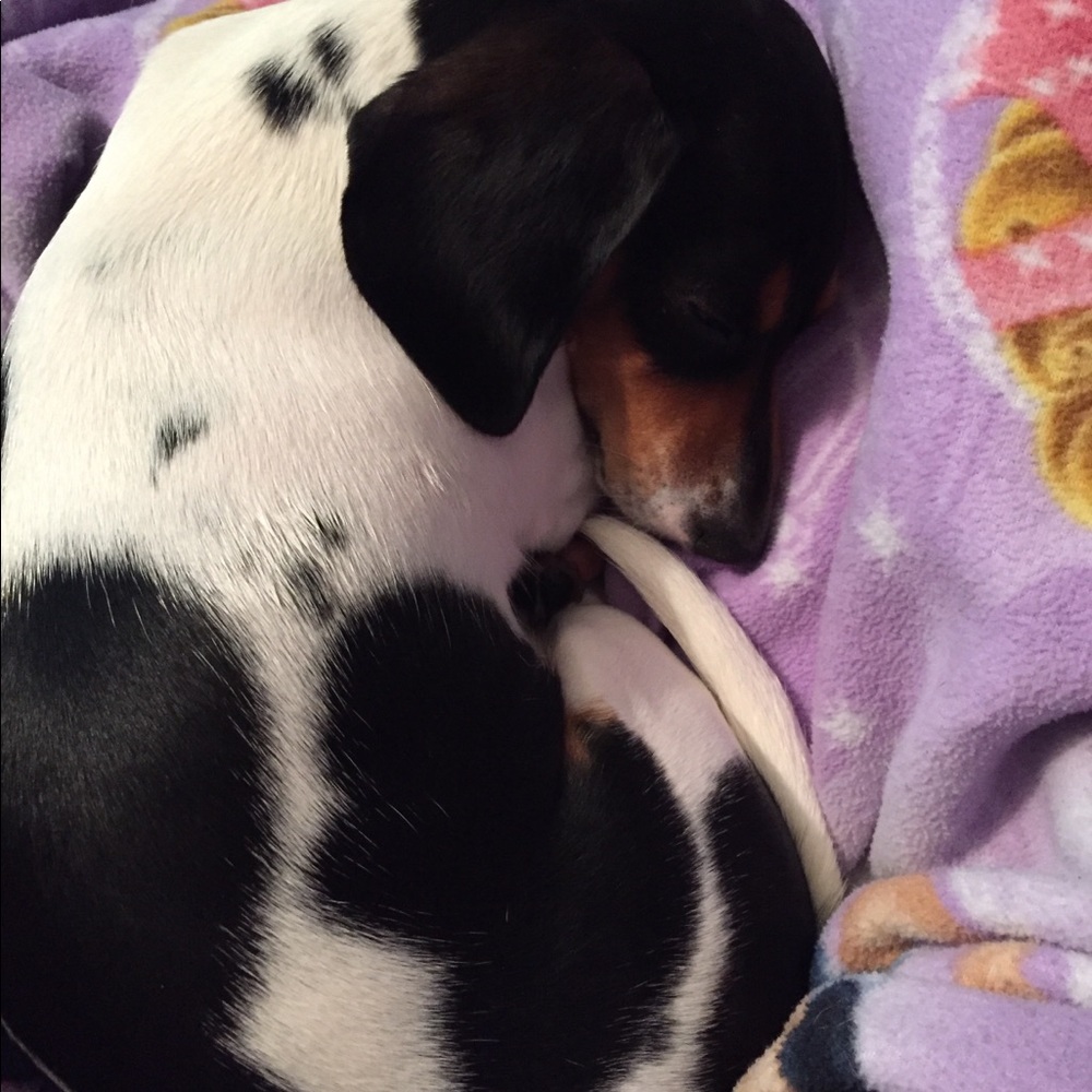 Meet your Posher, Ella - Picture 2 of 2